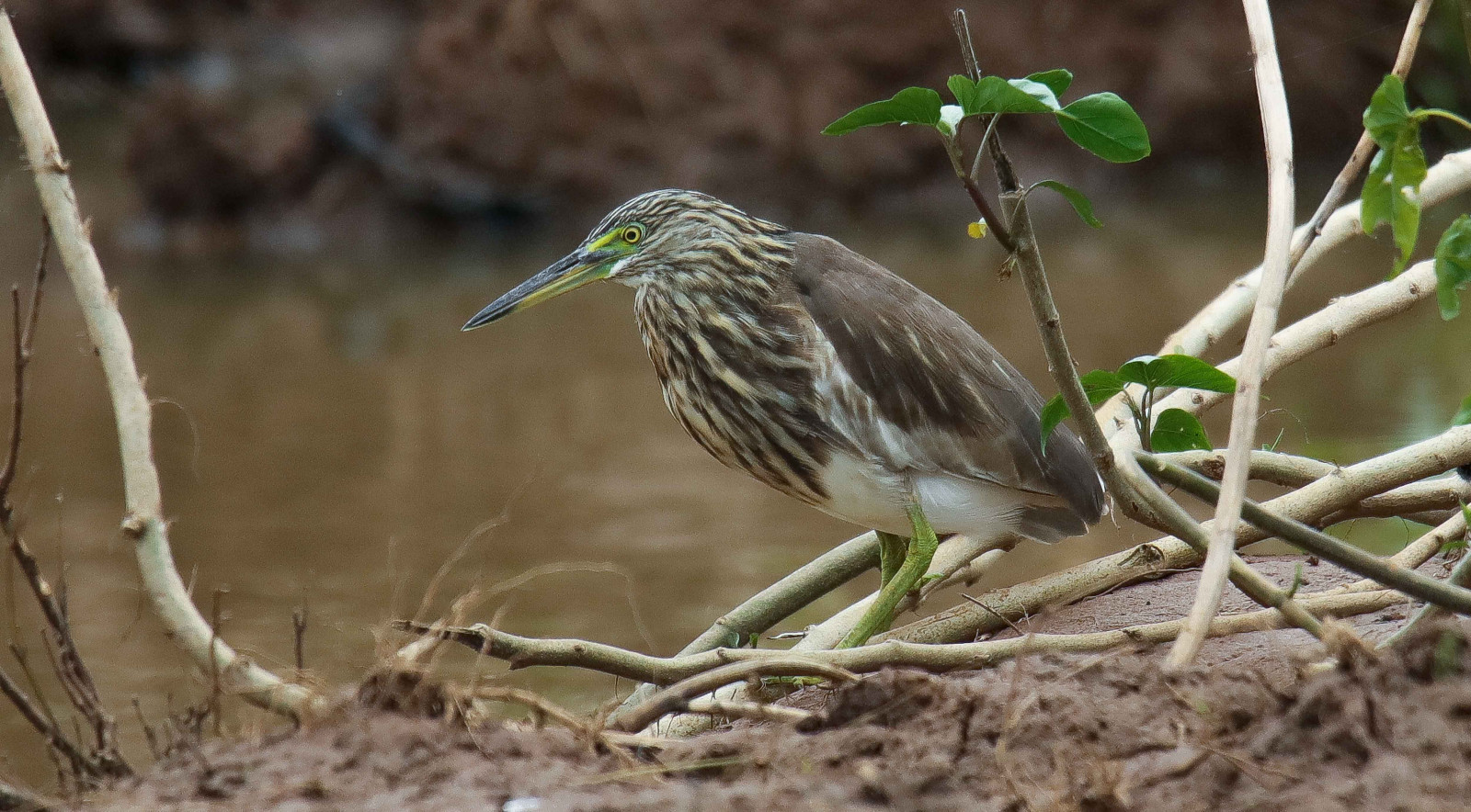 image Indian Pond-Heron